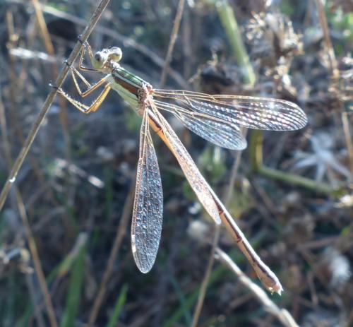Lestes barbarus